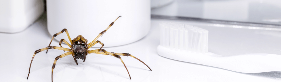 How To Recognize A Spider Infestation In Your Mesa Home