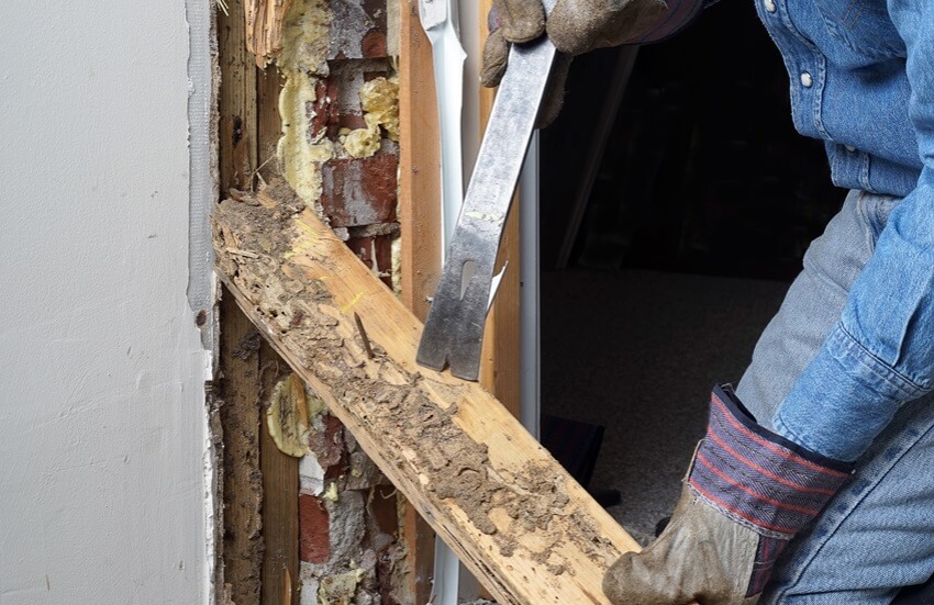 Termite Extermination And Prevention Methods In Fountain Hills