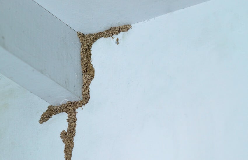 Avoid Termite Damage By Learning About Termite Prone Zones