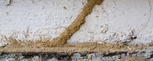 Residential And Commercial Termite Extermination Services In Fountain Hills